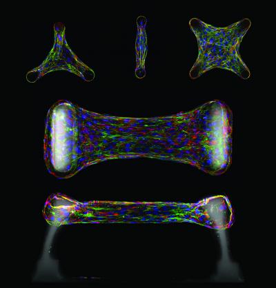 Immunofluorescence sections of cells embedded within a micropatterned collagen gel